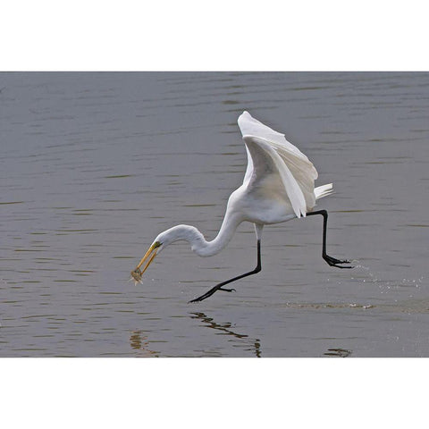 Great Egret Black Modern Wood Framed Art Print by Cooper, Ray