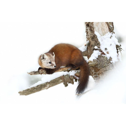 Pine Marten - Algonquin Park Gold Ornate Wood Framed Art Print with Double Matting by Cumming, Jim