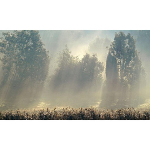 Misty Morning In The Forest. Black Modern Wood Framed Art Print with Double Matting by Wallberg, Allan