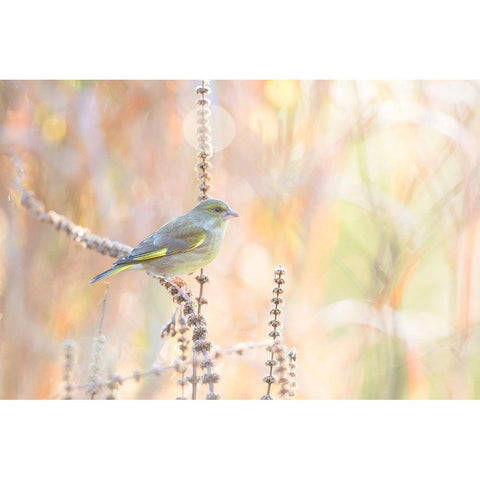 Green Finch Black Modern Wood Framed Art Print with Double Matting by Willaert, Erik