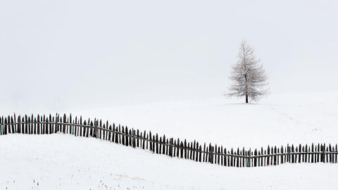 The Larch Behind The Fence Black Ornate Wood Framed Art Print with Double Matting by Miribung, Vito