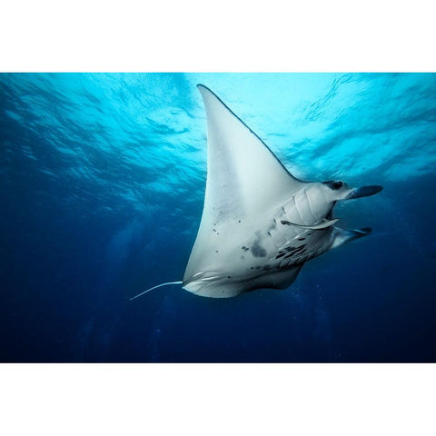 Manta Fly White Modern Wood Framed Art Print by Marchegiani, Roberto