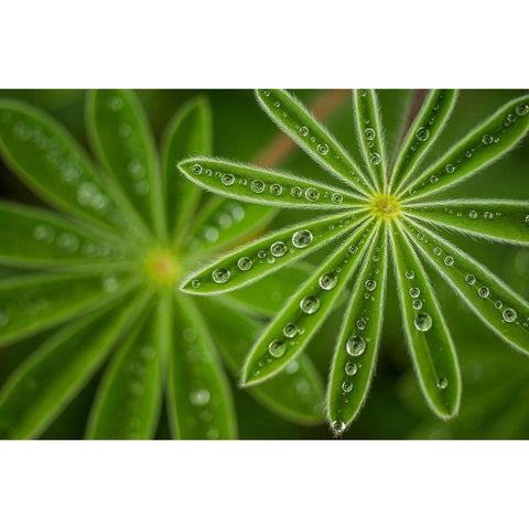 Pearly Lupine White Modern Wood Framed Art Print by Raif, Joshua