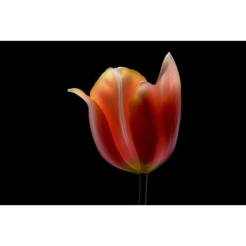 French Tulip Black Modern Wood Framed Art Print with Double Matting by Gronkjar, Lotte