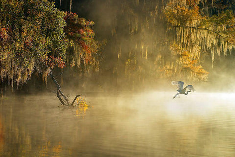 Egret White Modern Wood Framed Art Print with Double Matting by Zhu, Hua