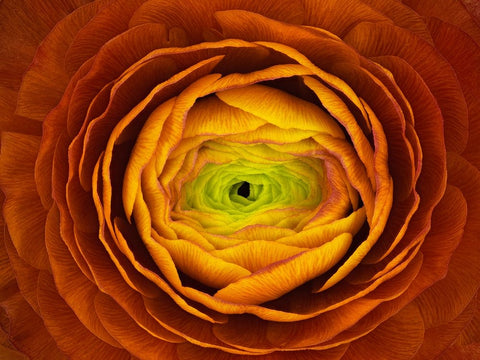 Ranunculus Asiaticus White Modern Wood Framed Art Print with Double Matting by Mozqueda, Victor