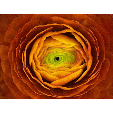 Ranunculus Asiaticus Black Modern Wood Framed Art Print by Mozqueda, Victor