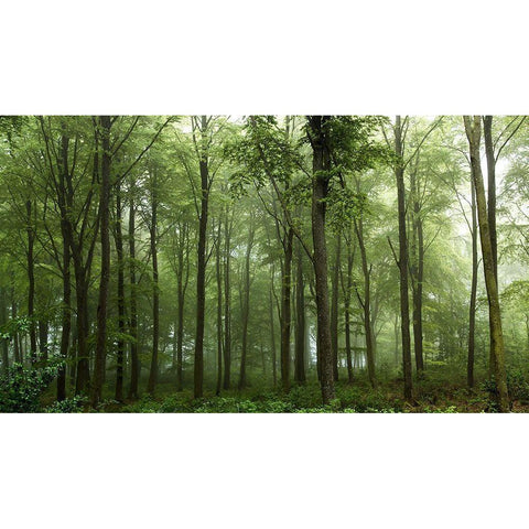 Forest... Black Modern Wood Framed Art Print with Double Matting by Londal, Leif