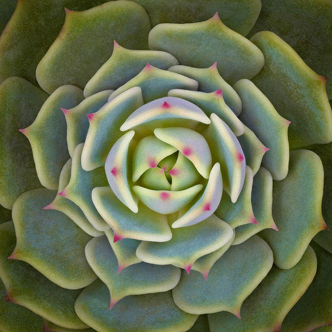 Echeveria Ben Badis White Modern Wood Framed Art Print by Mozqueda, Victor