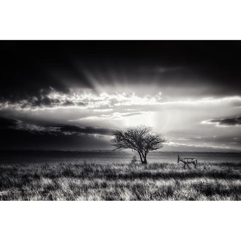 Sunrise With Hartebeest Black Modern Wood Framed Art Print with Double Matting by Flour, Piet