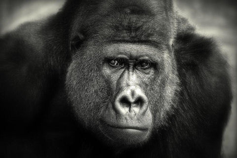 Little Smile .... Black Ornate Wood Framed Art Print with Double Matting by Wenner-Braun, Antje