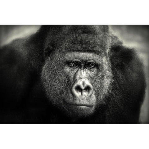 Little Smile .... Black Modern Wood Framed Art Print by Wenner-Braun, Antje