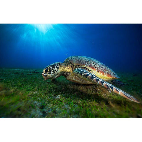 Green Turtle Black Modern Wood Framed Art Print with Double Matting by Gabriel, Barathieu