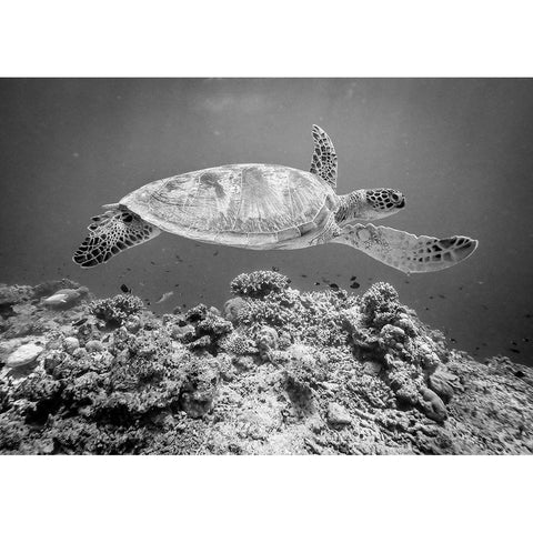 Sea Turtle At Sipadan White Modern Wood Framed Art Print by Deng, Yumian