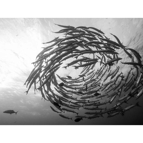 Barracuda Tornado Black Modern Wood Framed Art Print by Deng, Yumian