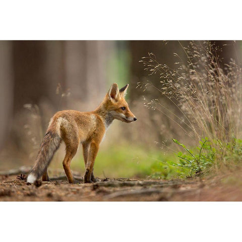 Red Fox Black Modern Wood Framed Art Print by Zygmunt, Milan