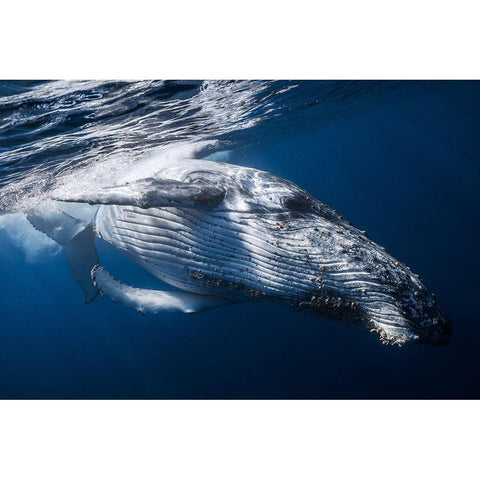 The Whale Gold Ornate Wood Framed Art Print with Double Matting by Gabriel, Barathieu