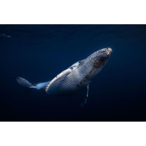 Humpback Whale White Modern Wood Framed Art Print by Gabriel, Barathieu