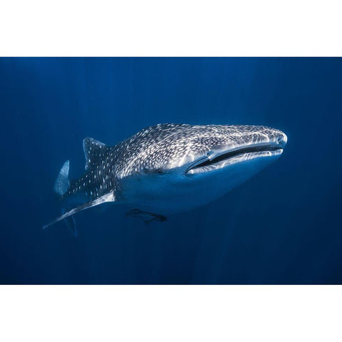 Whale Shark White Modern Wood Framed Art Print by Gabriel, Barathieu