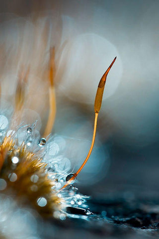 Et Pendant Ce Temps Lan-Dans Le Petit Monde Black Ornate Wood Framed Art Print with Double Matting by Bravin, Fabien