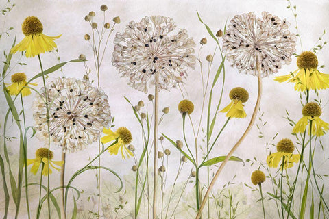 Alliums And Heleniums White Modern Wood Framed Art Print with Double Matting by Disher, Mandy