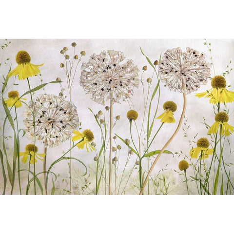 Alliums And Heleniums Gold Ornate Wood Framed Art Print with Double Matting by Disher, Mandy
