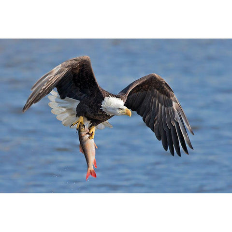 Bald Eagle Catching A Big Fish Gold Ornate Wood Framed Art Print with Double Matting by Zuo, Jun