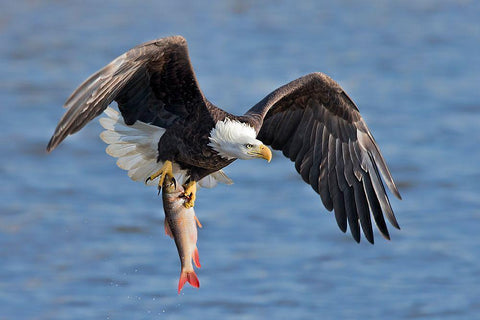 Bald Eagle Catching A Big Fish White Modern Wood Framed Art Print with Double Matting by Zuo, Jun