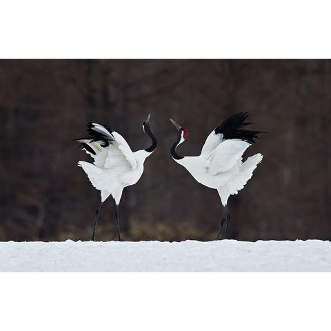 Lovers White Modern Wood Framed Art Print by Tjandra, C.S.