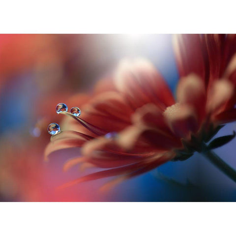 Inmost... Black Modern Wood Framed Art Print by Nan, Juliana