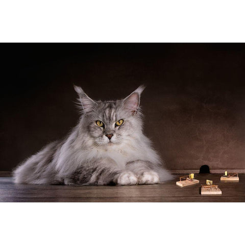 Catch Me If You Can Black Modern Wood Framed Art Print with Double Matting by Vrican, Adrian