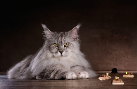 Catch Me If You Can White Modern Wood Framed Art Print with Double Matting by Vrican, Adrian