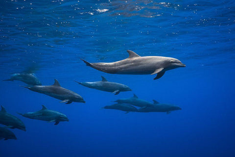 Dolphins White Modern Wood Framed Art Print with Double Matting by Gabriel, Barathieu