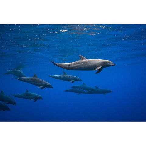 Dolphins White Modern Wood Framed Art Print by Gabriel, Barathieu