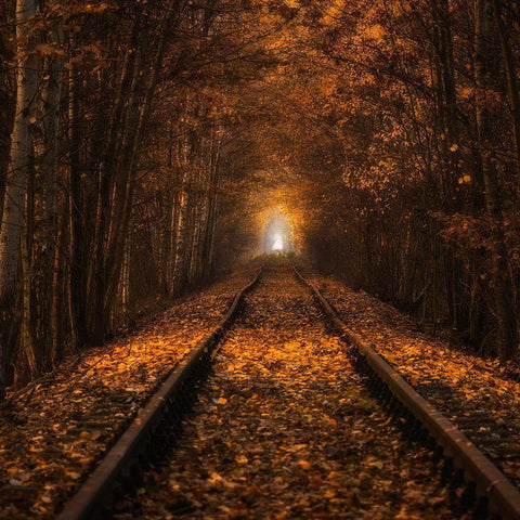 Autumn Tunnel White Modern Wood Framed Art Print with Double Matting by Uchorczak, Pawel