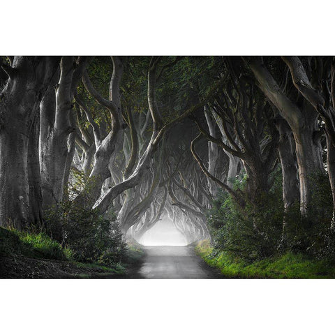 Dark Hedges White Modern Wood Framed Art Print by Molteni, Nicola