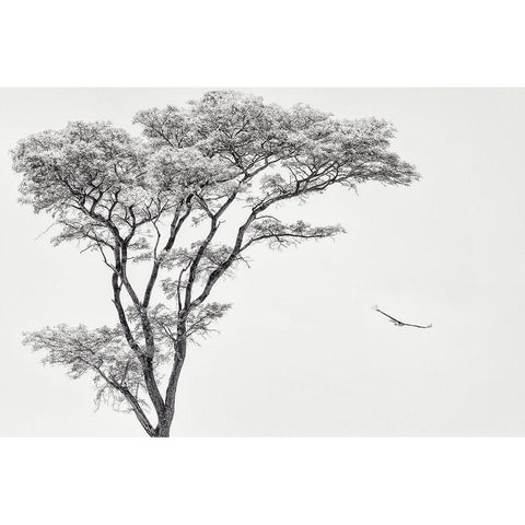 The African Eagle White Modern Wood Framed Art Print by Flour, Piet