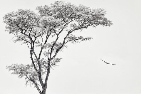 The African Eagle White Modern Wood Framed Art Print with Double Matting by Flour, Piet