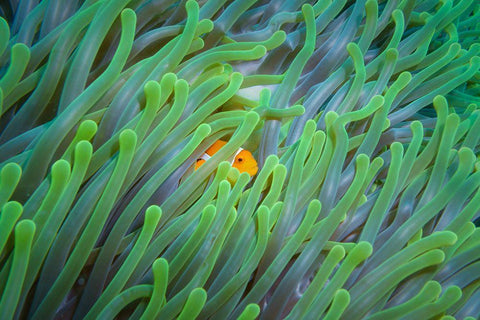 Peek-A-Boo Black Ornate Wood Framed Art Print with Double Matting by Setya, Rifky