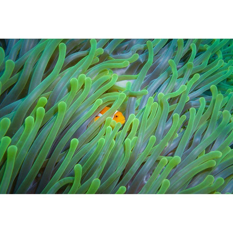 Peek-A-Boo Gold Ornate Wood Framed Art Print with Double Matting by Setya, Rifky