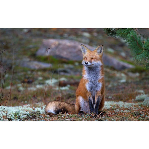 Fox Zen - Algonquin Park Black Modern Wood Framed Art Print with Double Matting by Cumming, Jim