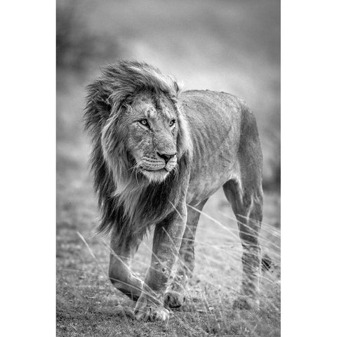 The Wary Champion White Modern Wood Framed Art Print by C. Sink, Jeffrey