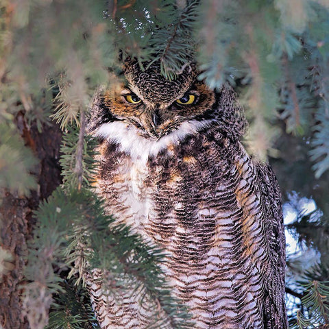 I Am Watching You Black Modern Wood Framed Art Print by Zuo, Jun