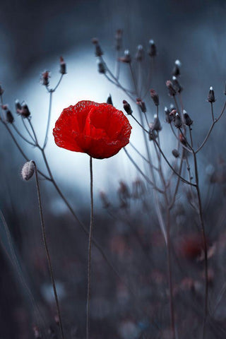 Flower Not By Kenzo. By Me White Modern Wood Framed Art Print with Double Matting by Bravin, Fabien