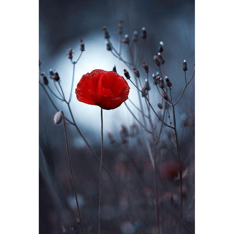 Flower Not By Kenzo. By Me Black Modern Wood Framed Art Print with Double Matting by Bravin, Fabien