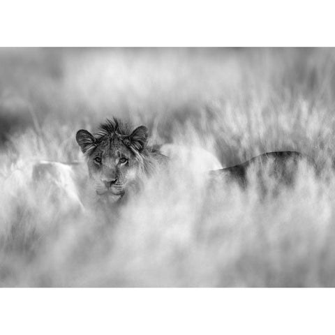 Subtle Mane Gold Ornate Wood Framed Art Print with Double Matting by Marx, Jaco