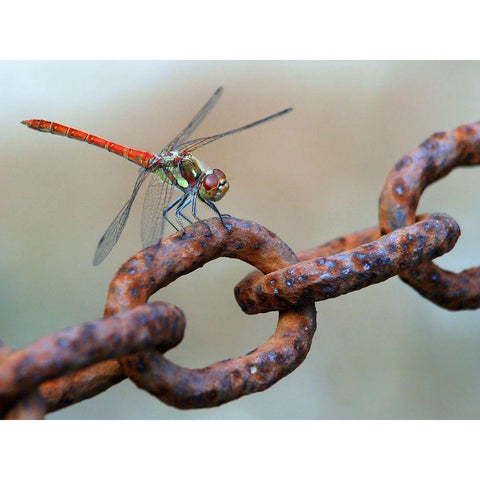 Rusty Black Modern Wood Framed Art Print with Double Matting by Hoffman, Jimmy