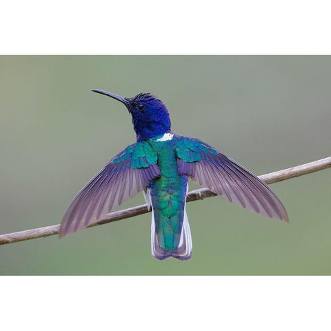 Swing Wing White Modern Wood Framed Art Print by Cooper, Ray