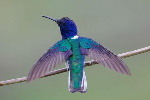 Swing Wing White Modern Wood Framed Art Print with Double Matting by Cooper, Ray