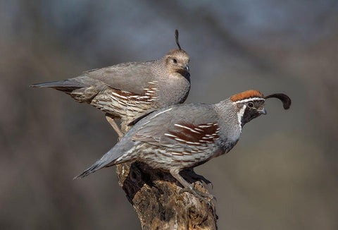 Honey-You Go First White Modern Wood Framed Art Print with Double Matting by Barsh, Greg